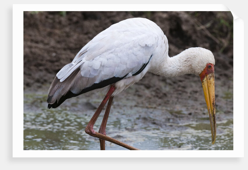 Yellow-billed stork by Anonymous