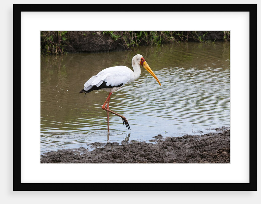 Yellow-billed stork by Anonymous