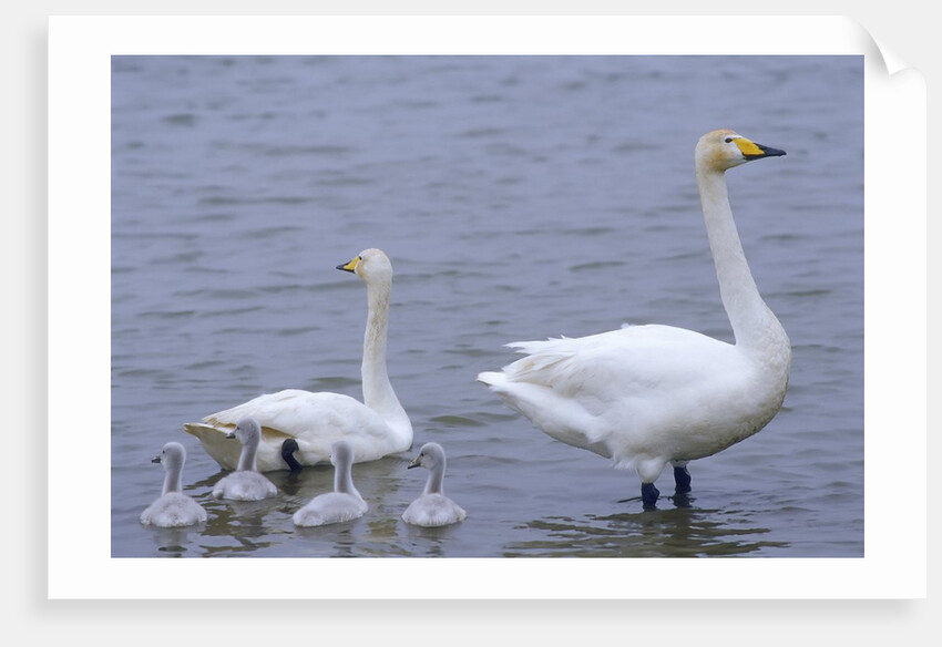 Family of Swans by Anonymous