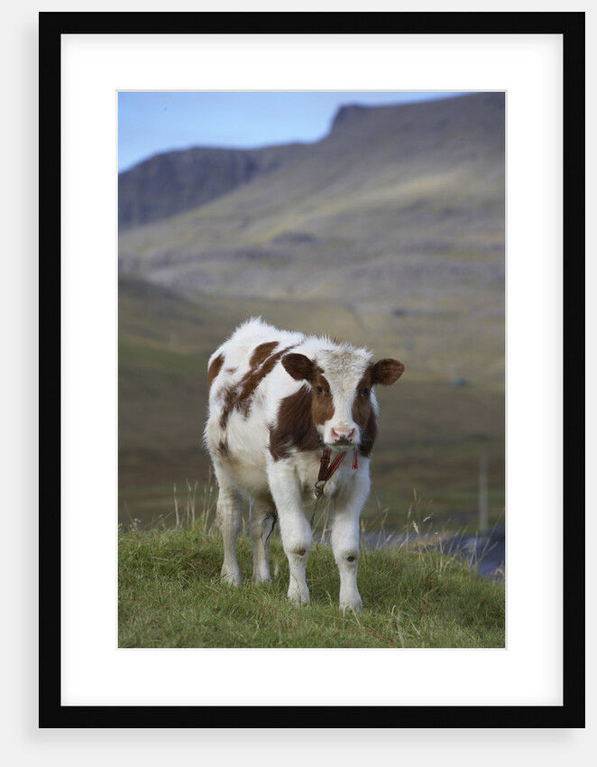 Young Calf graazing. by Anonymous