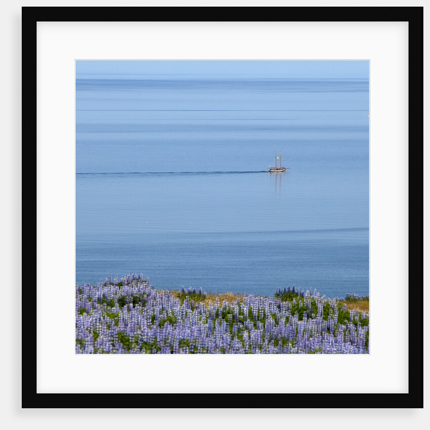 Lupines and boat, Husavik, Iceland by Anonymous