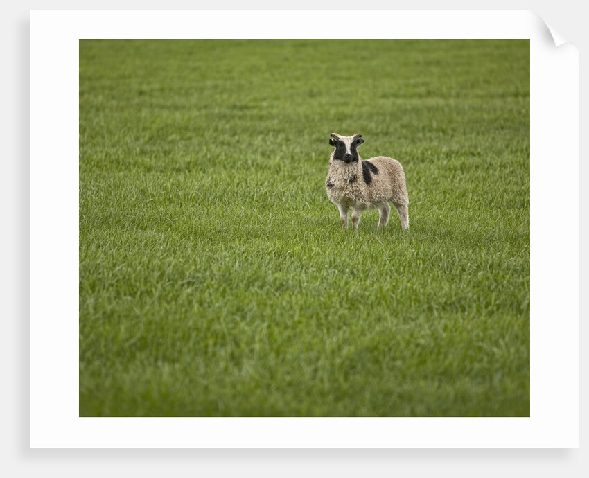 Lone sheep in the grass. by Anonymous