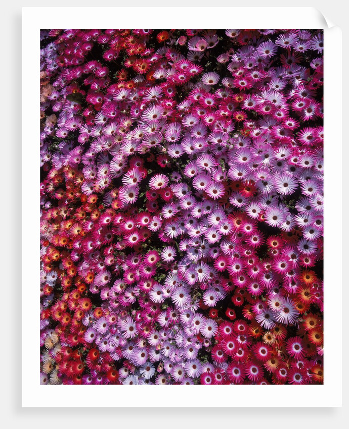 Pink annual summer flowers by Anonymous