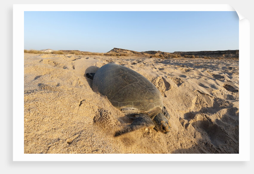 Green turtle by Anonymous