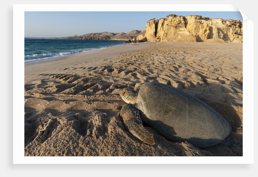Green turtle by Anonymous