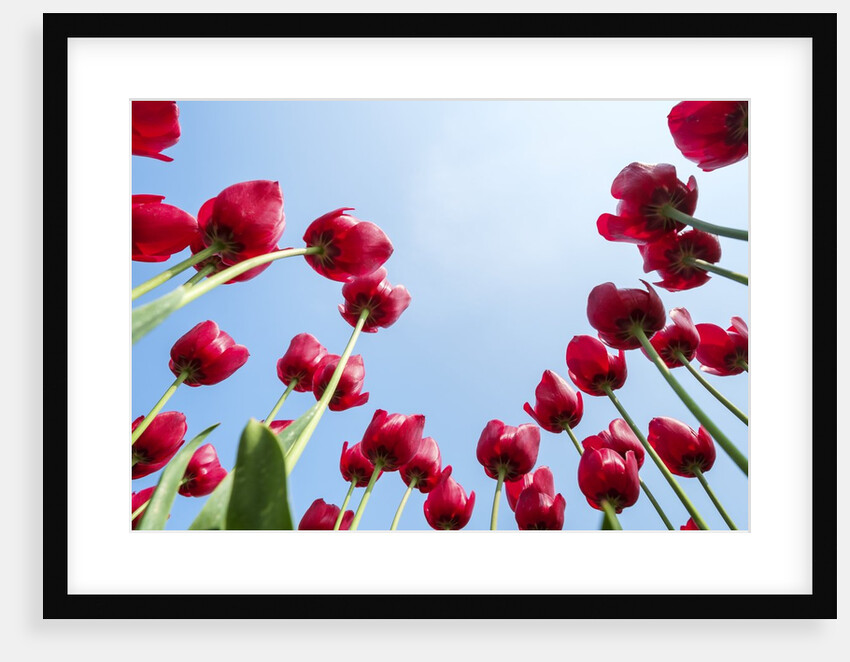 Looking up at tulip blossoms against blue sunny sky by Anonymous