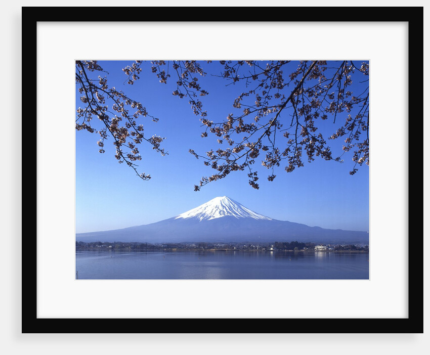 Cherry blossom with Mount Fuji and Lake Kawaguchi in background, Fuji-Hakone-Izu National Park, Japan by Anonymous