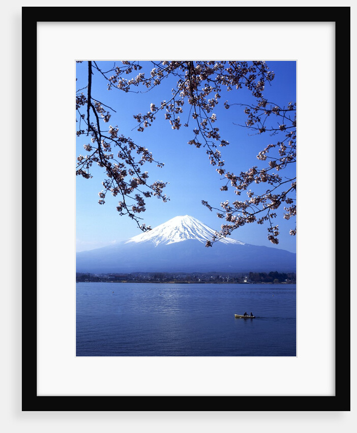 Cherry blossom with Mount Fuji and Lake Kawaguchi in background, Fuji-Hakone-Izu National Park, Japan by Anonymous