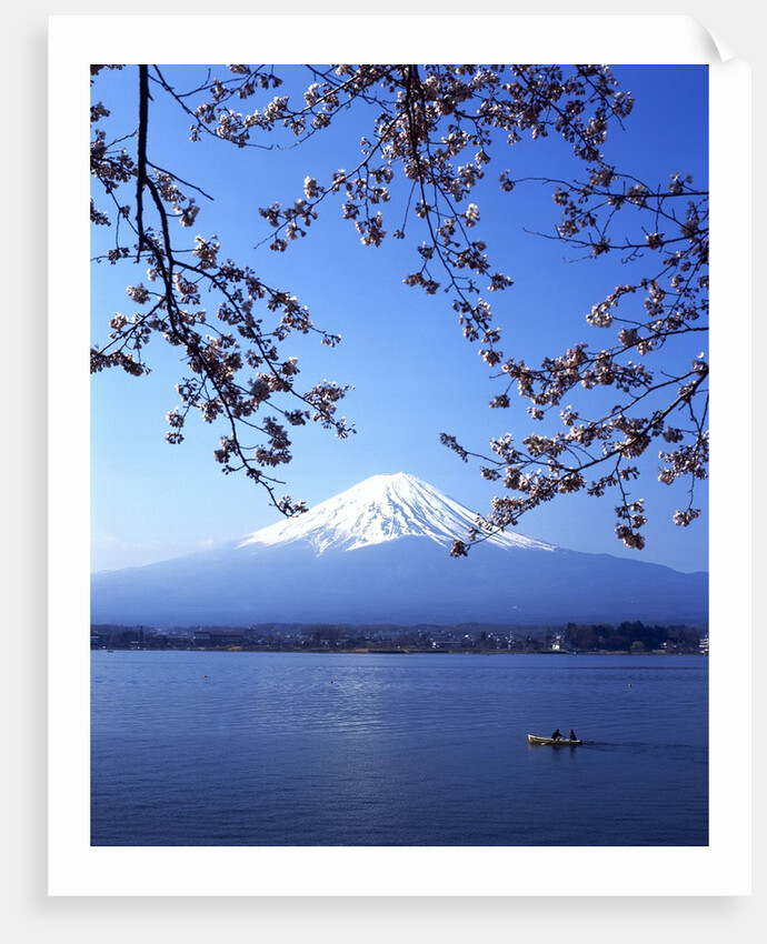 Cherry blossom with Mount Fuji and Lake Kawaguchi in background, Fuji-Hakone-Izu National Park, Japan by Anonymous