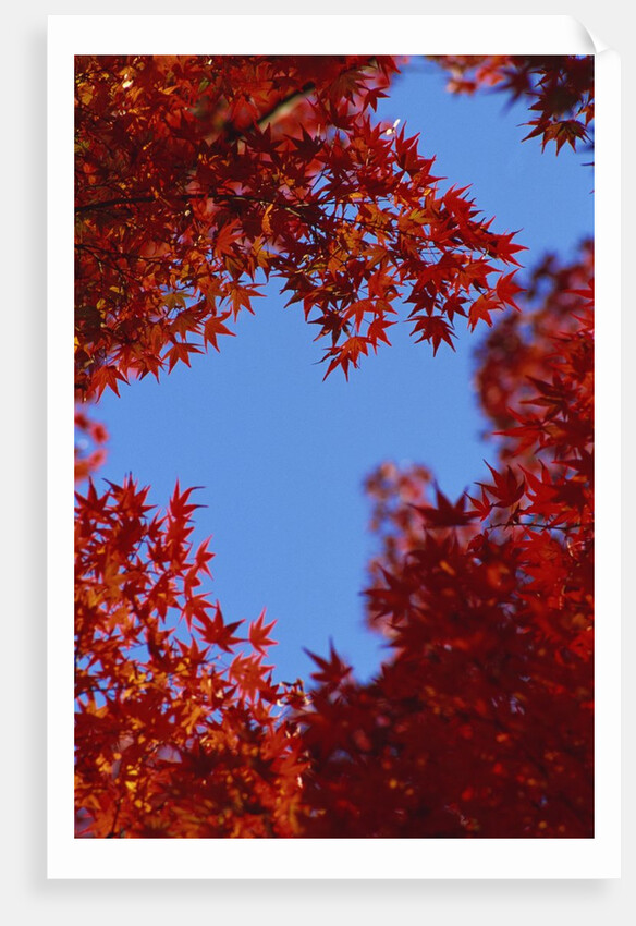 Directly below view of autumn leaves, Kyoto, Kyoto Urban Prefecture, Kinki Region, Japan by Anonymous