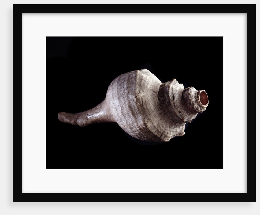 Seashell used as a musical instrument by Anonymous