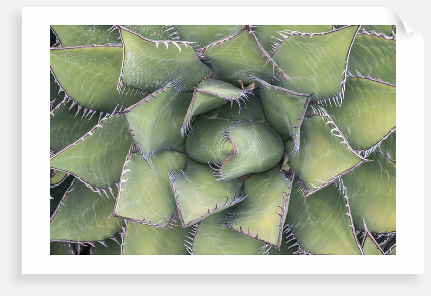 Agave by Anonymous
