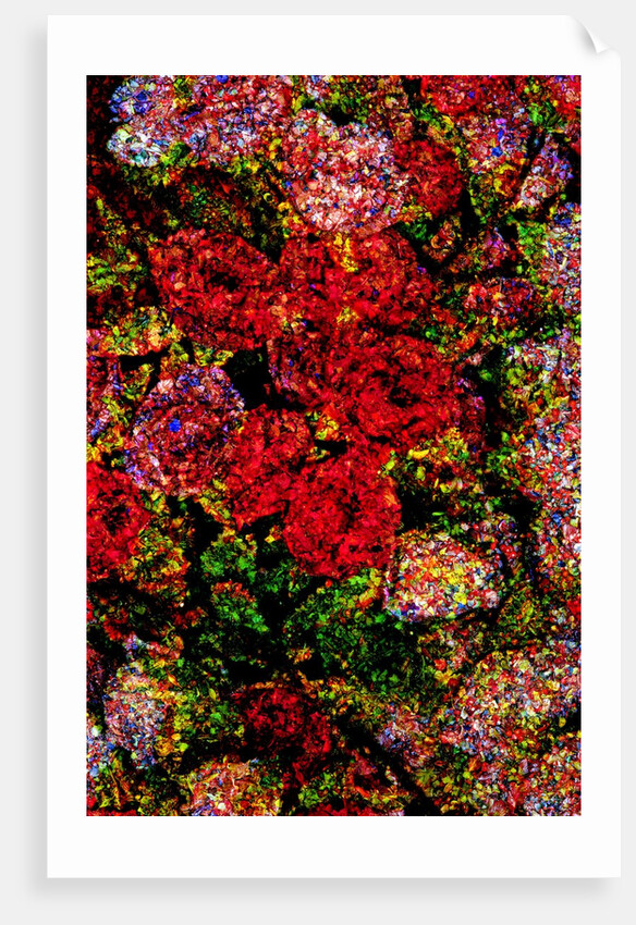 Red Flowers by Anonymous