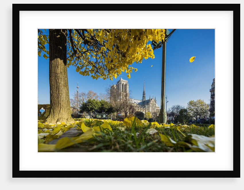 View of the Cathedrale (cathedral) de Notre Dame from Place (square) Rene Viviani in autumn by Anonymous