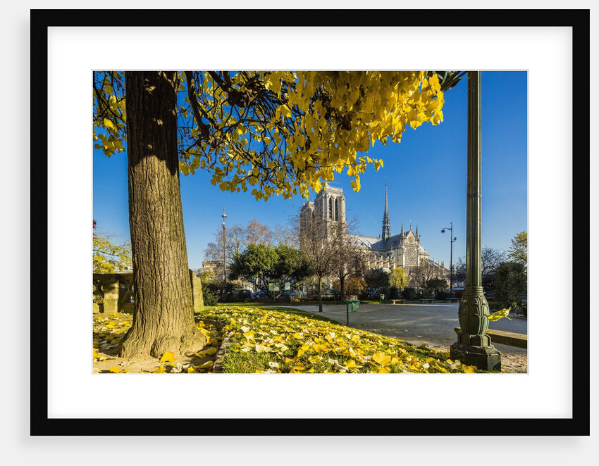 View of the Cathedrale (cathedral) de Notre Dame from Place (square) Rene Viviani in autumn by Anonymous