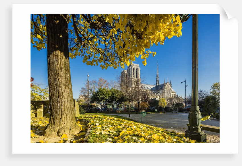 View of the Cathedrale (cathedral) de Notre Dame from Place (square) Rene Viviani in autumn by Anonymous