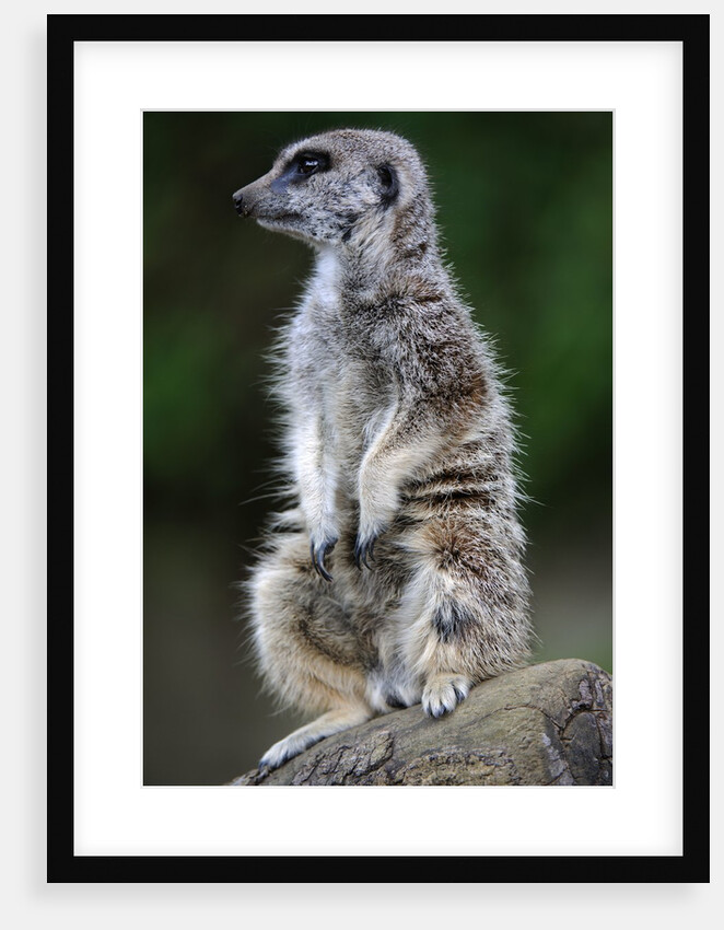 Meerkat by Anonymous