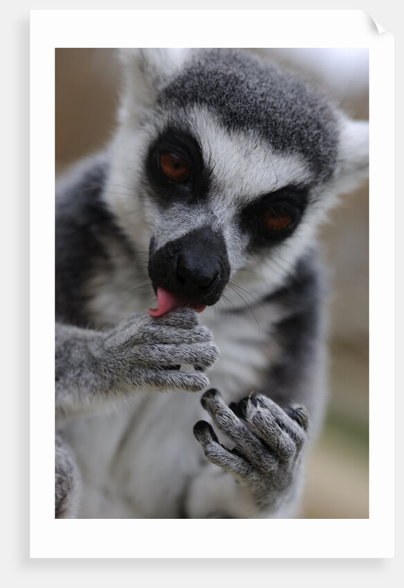 Ring Tailed Lemur by Anonymous