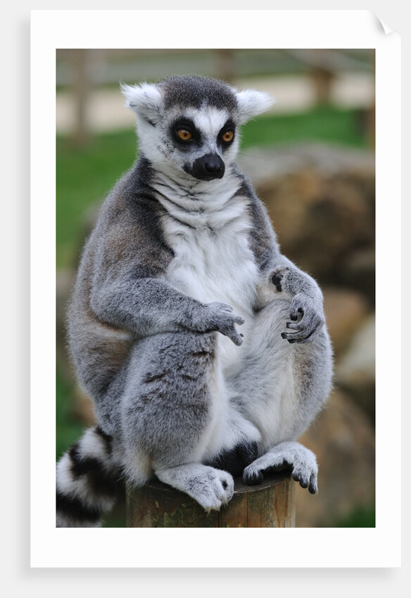 Ring Tailed Lemur by Anonymous
