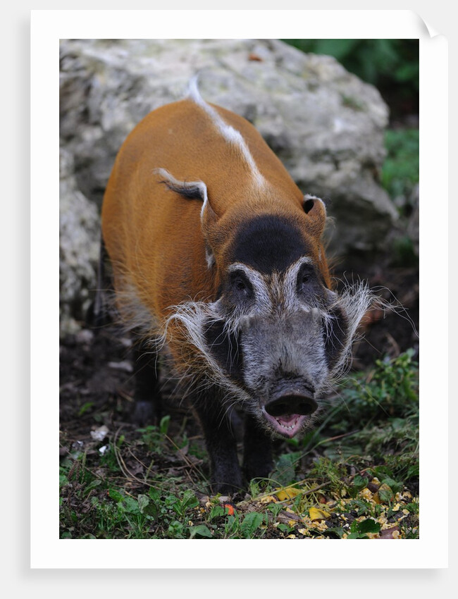 Red River Hog by Anonymous