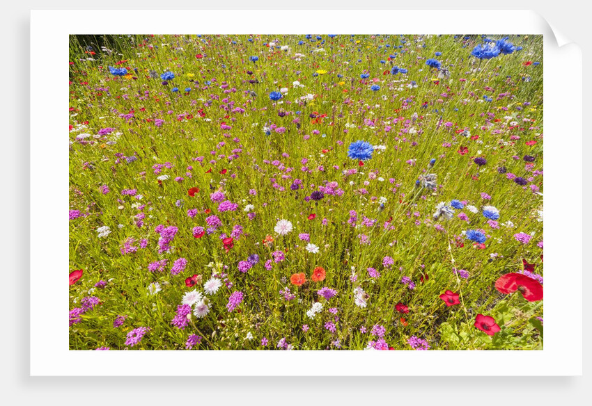 Eden Project by Anonymous