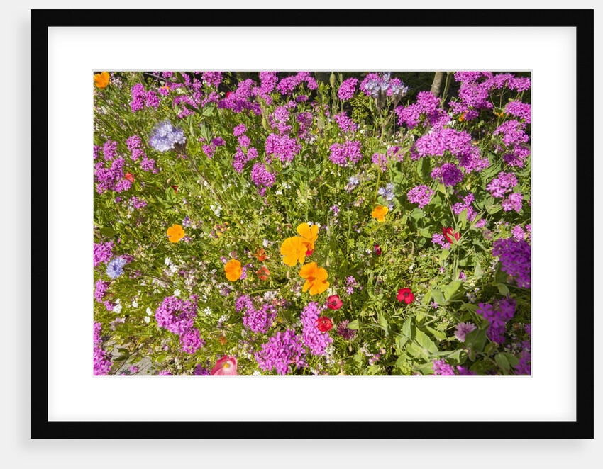 Eden Project by Anonymous