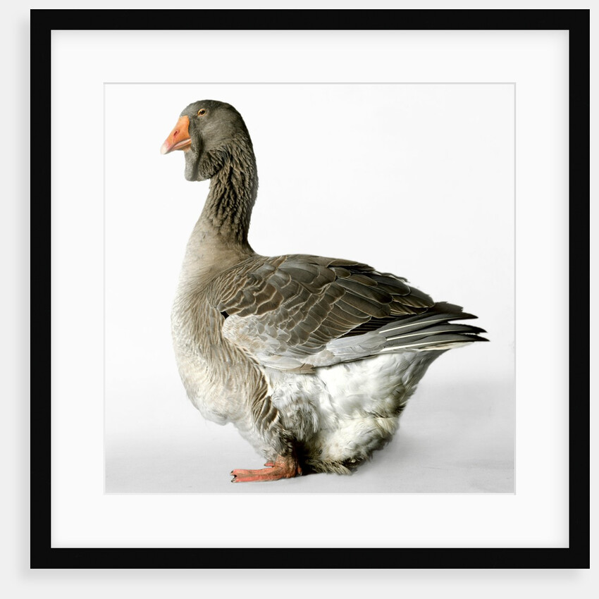 Toulouse Gander by Anonymous