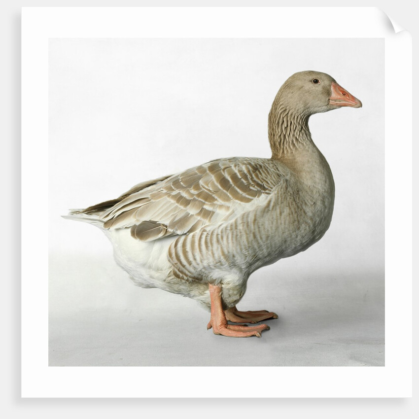 American Buff Goose by Anonymous