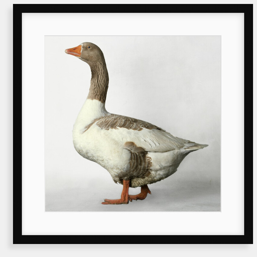 Pomeranian Goose by Anonymous