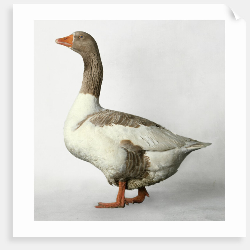 Pomeranian Goose by Anonymous