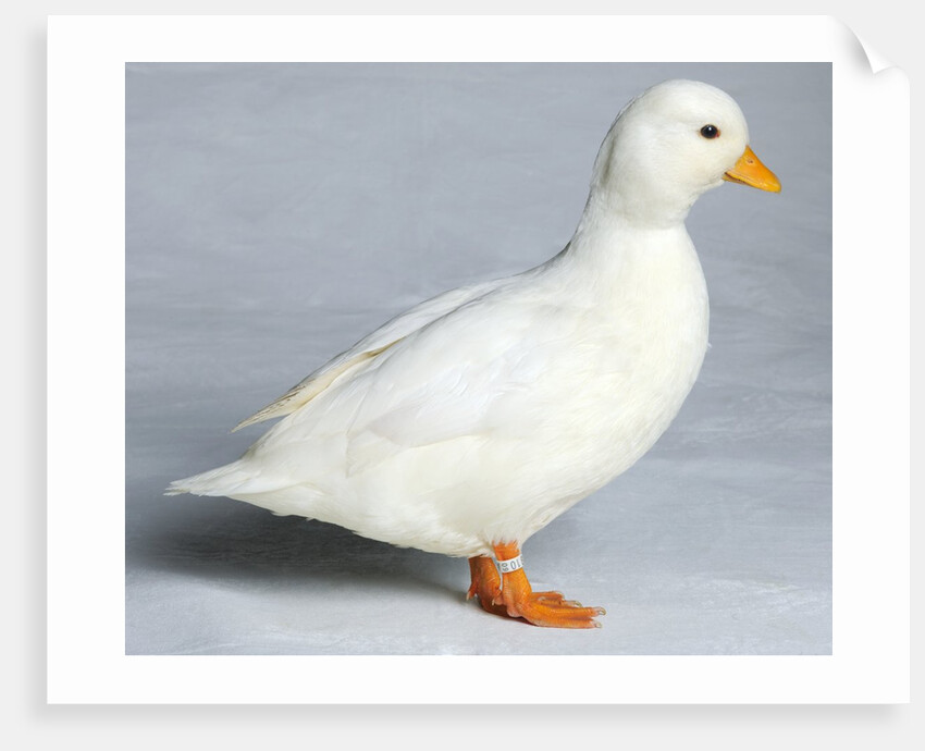 Call Duck by Anonymous