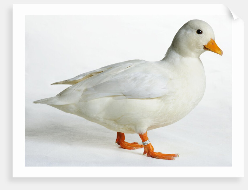 Call Duck by Anonymous