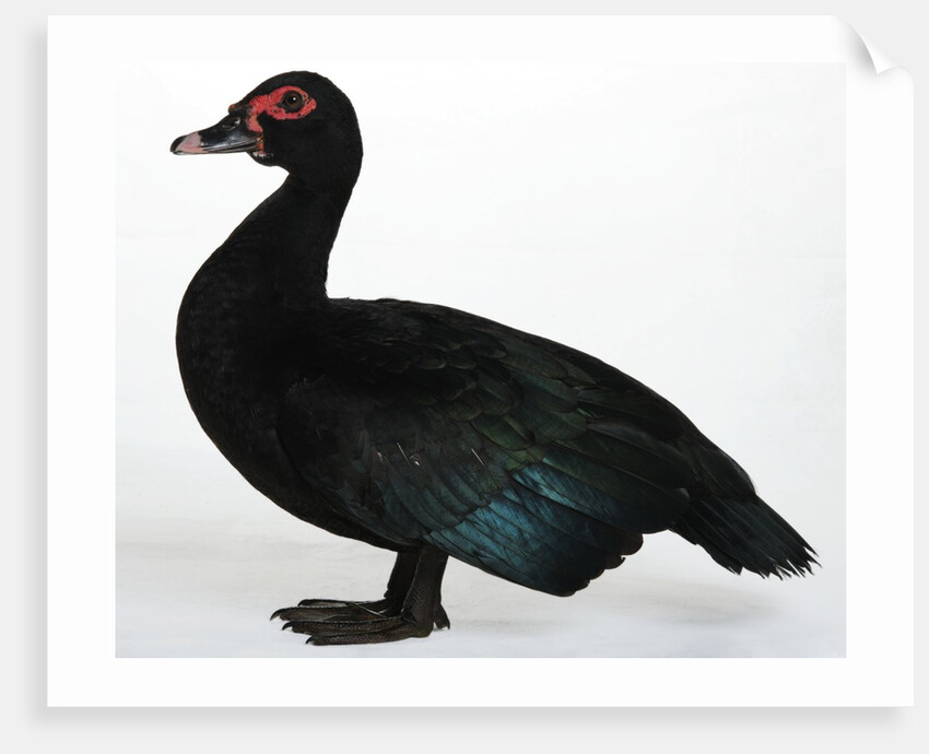 Muscovy Duck by Anonymous