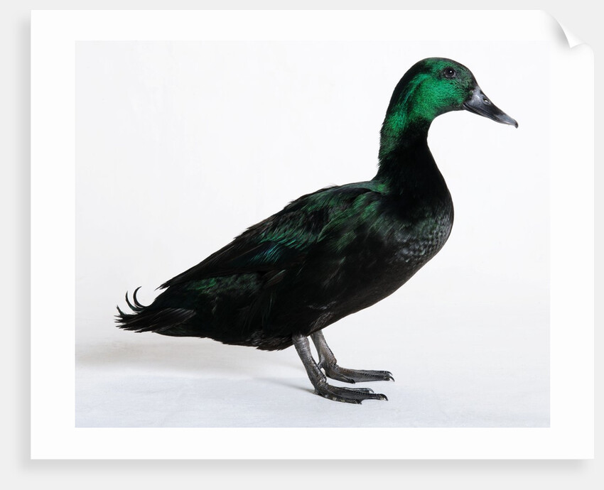 Black East India Duck by Anonymous