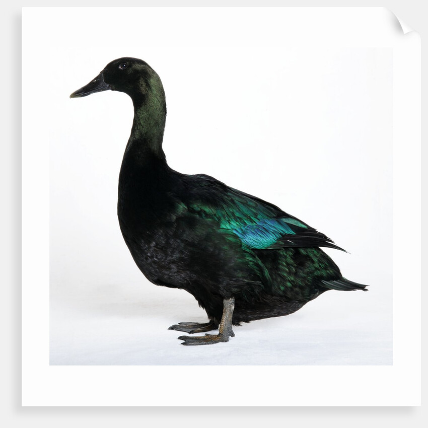 Black East India Duck by Anonymous