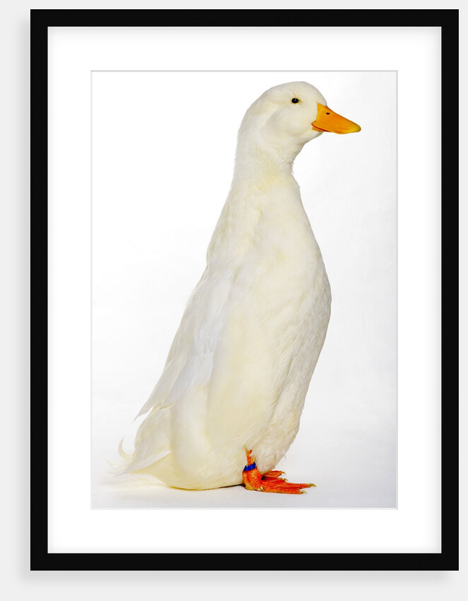Pekin Duck by Anonymous