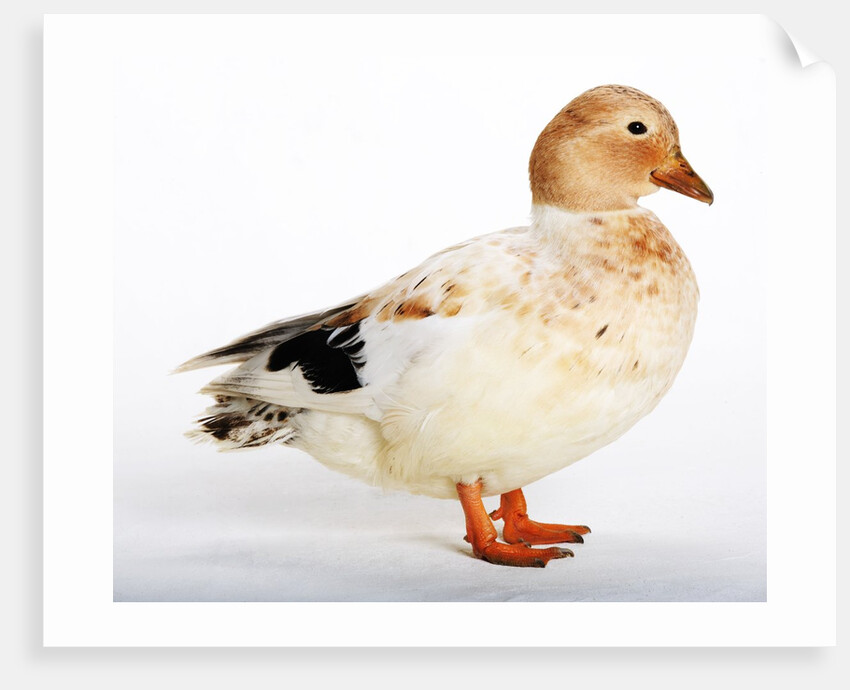 Call Duck by Anonymous