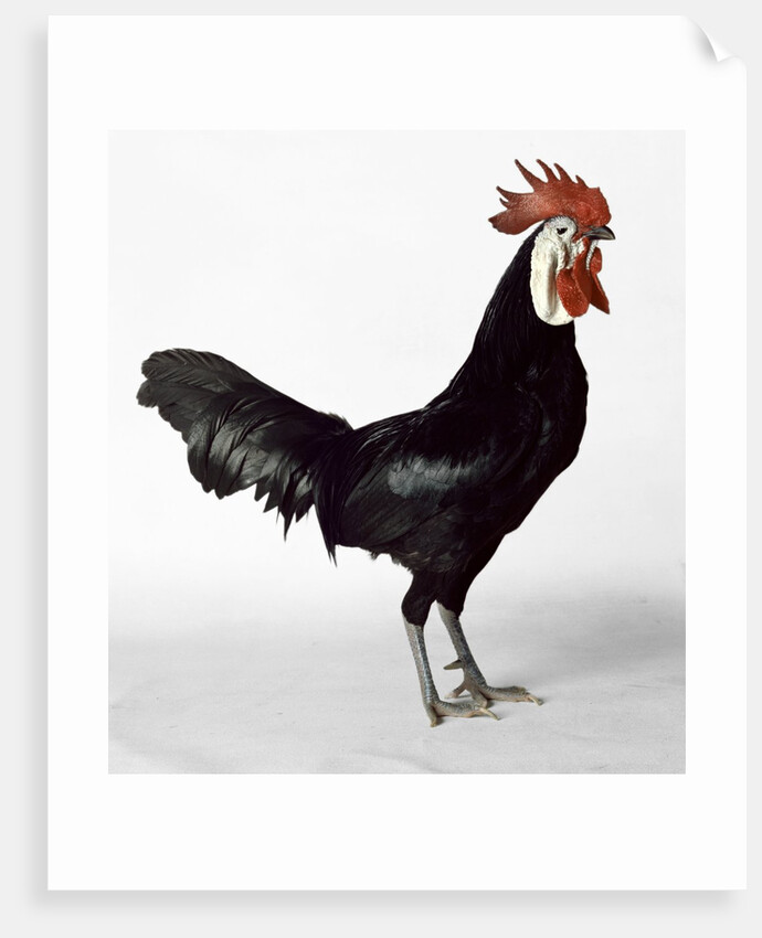 White Faced Black Spanish Cockerel by Anonymous