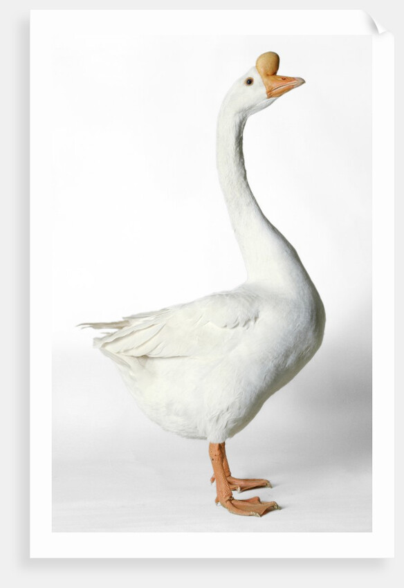 Chinese Goose by Anonymous