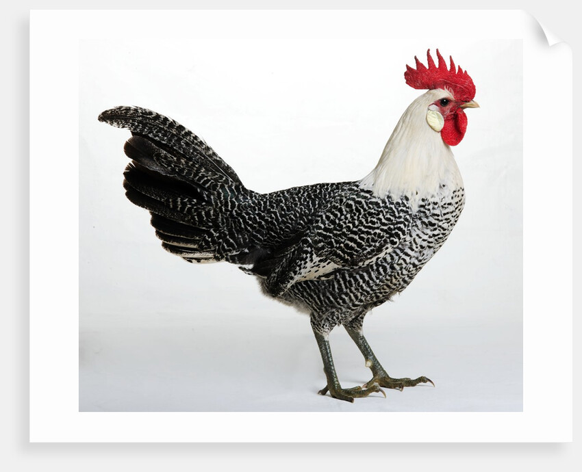 Campine or Braekel by Anonymous