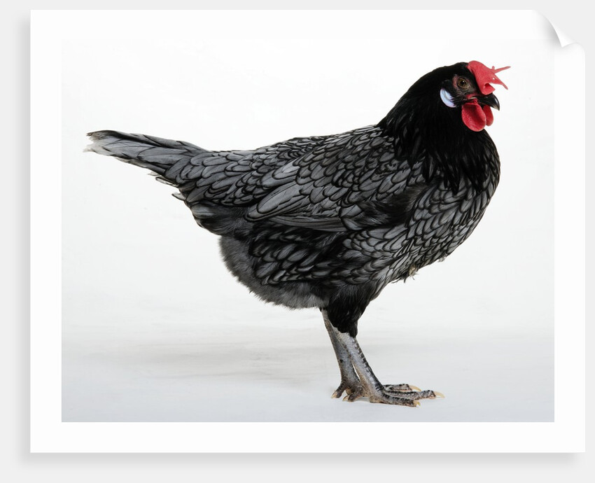 Blue Andalusian Hen by Anonymous