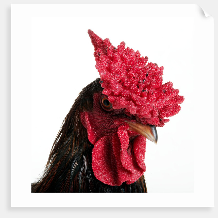 Derbyshire Redcap Rooster by Anonymous