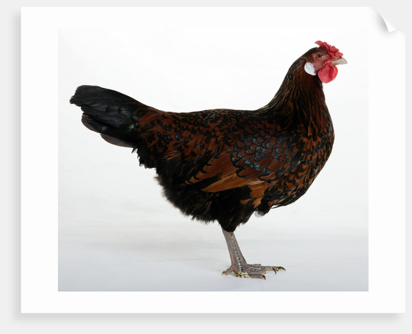 Derbyshire Redcap Hen by Anonymous