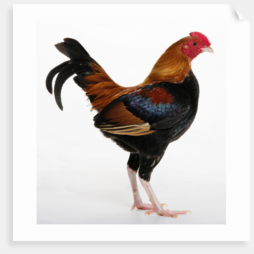 Old English Game Bantam by Anonymous
