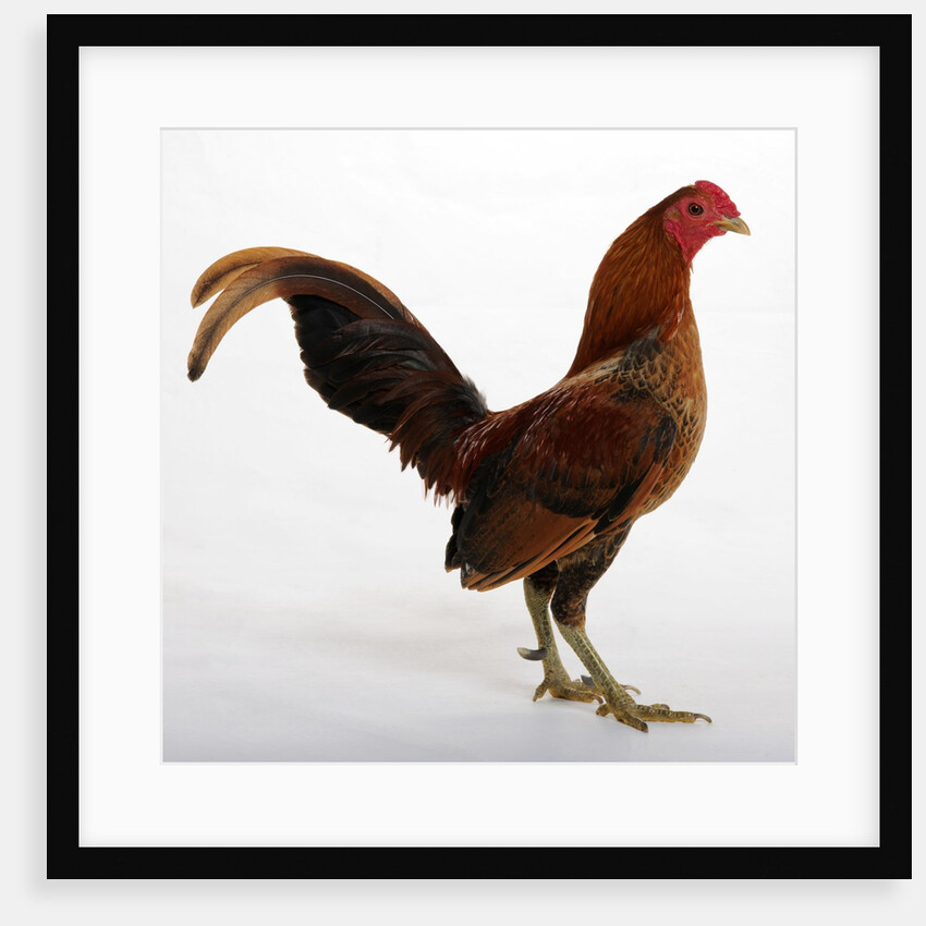 Old English Game Bantam by Anonymous