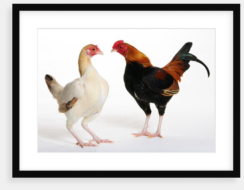 Old English Game Bantams by Anonymous