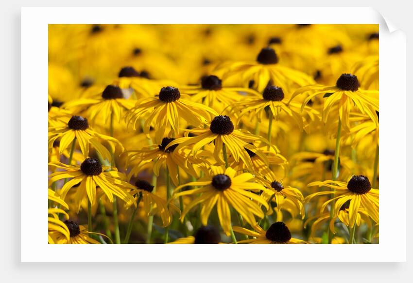 black-eyed Susan by Anonymous