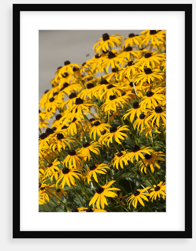 black-eyed Susan by Anonymous