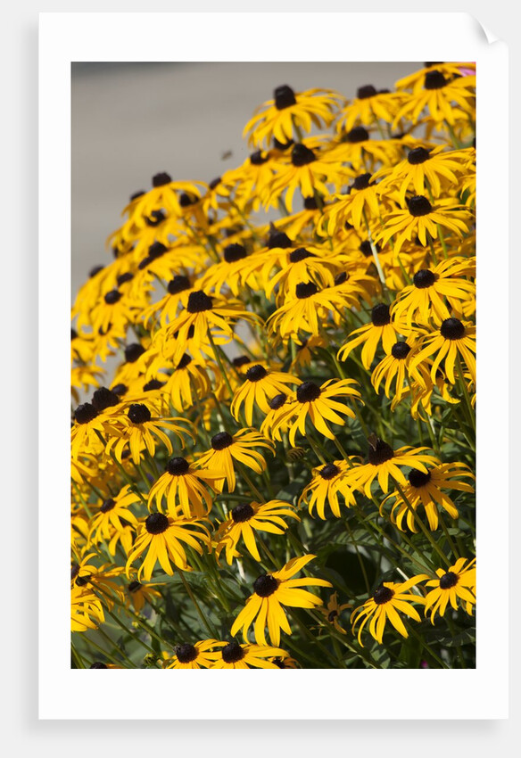black-eyed Susan by Anonymous
