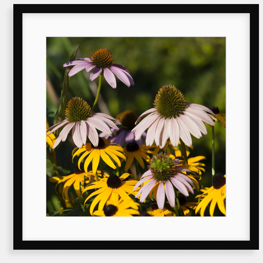 black-eyed Susan and Echinacea flowers by Anonymous